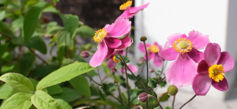 dscf3384.jpg